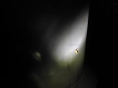 Stathmopoda auriferella