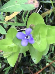 Bacopa caroliniana
