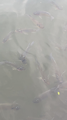 Sarotherodon melanotheron