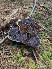 Phaeolus