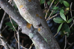 Aratus pisonii
