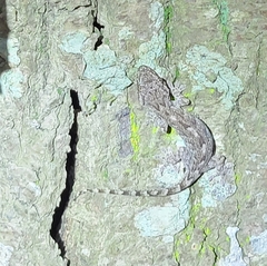 Gekko japonicus
