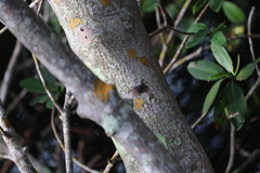 Aratus pisonii