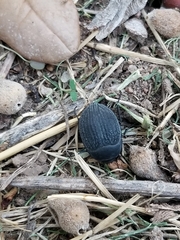 Eusattus reticulatus