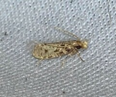 Amydria effrenatella