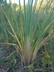 Typha domingensis