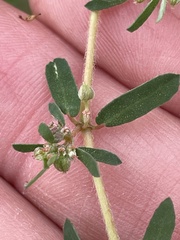 Euphorbia maculata