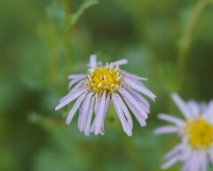 Brachyscome multifida