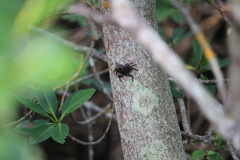 Aratus pisonii