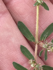 Euphorbia maculata