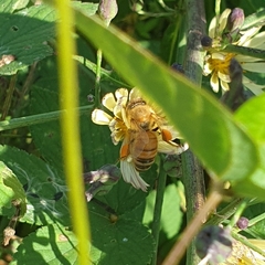 Apis mellifera