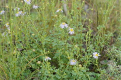 Brachyscome multifida