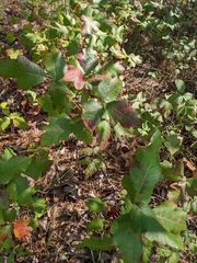 Toxicodendron pubescens