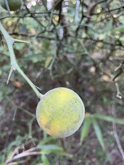 Citrus trifoliata