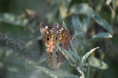Asterocampa celtis antonia