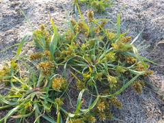 Cyperus erythrorhizos
