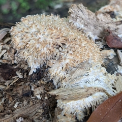 Radulomyces copelandii