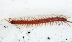 Scolopocryptops spinicaudus