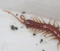 Scolopocryptops spinicaudus