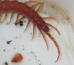 Scolopocryptops spinicaudus