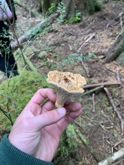 Turbinellus kauffmanii