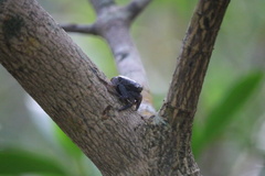Aratus pisonii