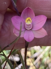 Thelymitra carnea