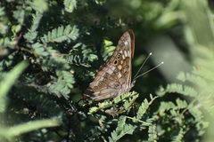 Asterocampa celtis antonia
