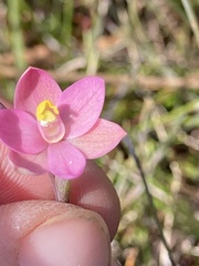 Thelymitra carnea