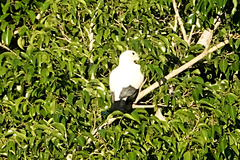 Ducula spilorrhoa