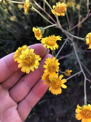 Hymenothrix dissecta