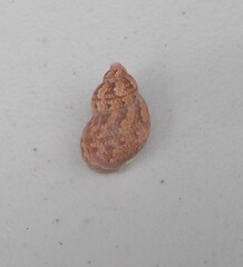 Phasianella ventricosa