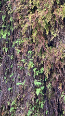 Adiantum