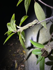 Physignathus cocincinus