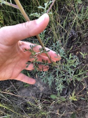 Hymenothrix dissecta