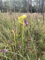 Sarracenia alata