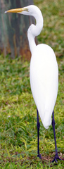 Ardea alba