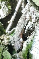 Gekko japonicus