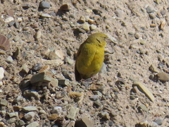 Sicalis olivascens