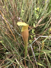Sarracenia alata