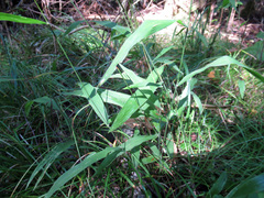 Dichanthelium latifolium