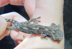 Gekko japonicus