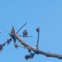 Aphrastura spinicauda spinicauda