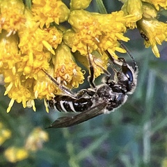 Lasioglossum coriaceum