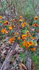 Pultenaea largiflorens