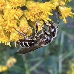 Lasioglossum coriaceum