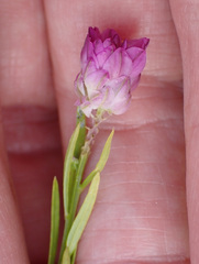 Polygala sanguinea