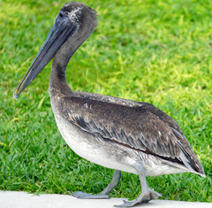 Pelecanus occidentalis