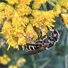 Lasioglossum coriaceum