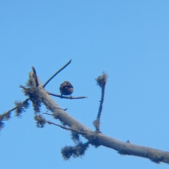 Aphrastura spinicauda spinicauda